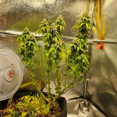 Chungus Medik growlog timeline photo