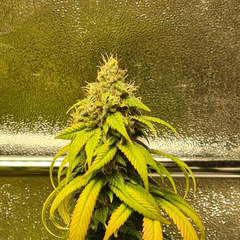 Chungus Medik growlog timeline photo