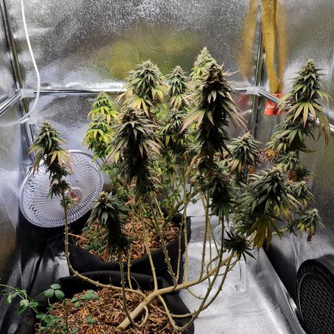 Chungus Medik growlog timeline photo