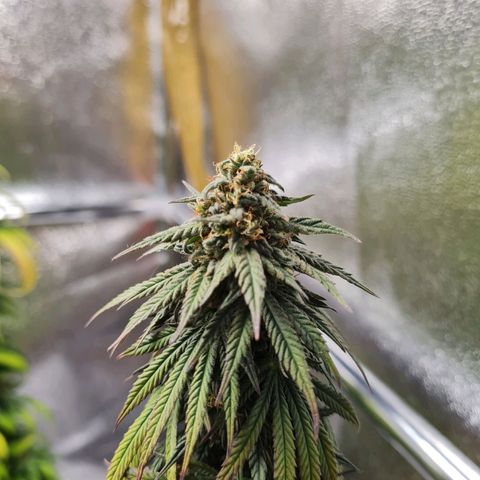 Chungus Medik growlog timeline photo