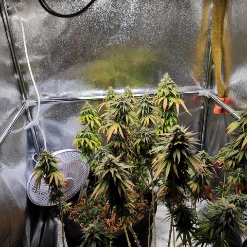 Chungus Medik growlog timeline photo