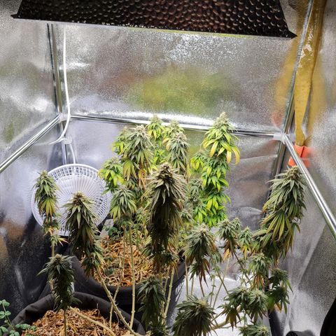 Chungus Medik growlog timeline photo