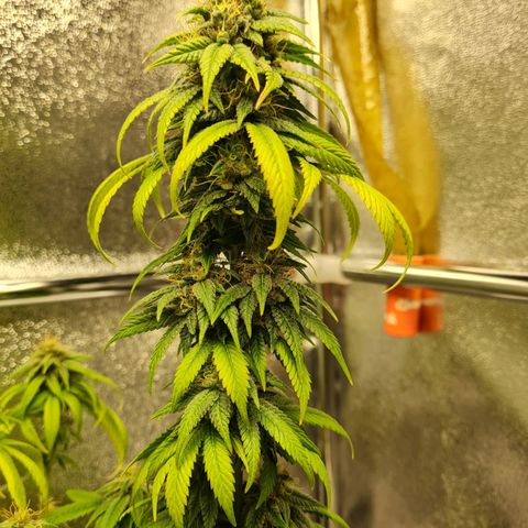 Chungus Medik growlog timeline photo