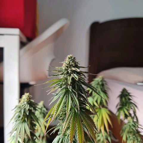 Chungus Medik growlog timeline photo