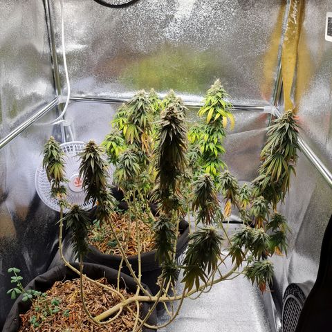 Chungus Medik growlog timeline photo