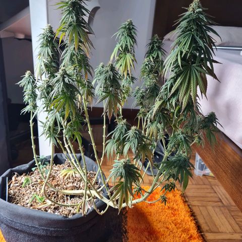 Chungus Medik growlog timeline photo