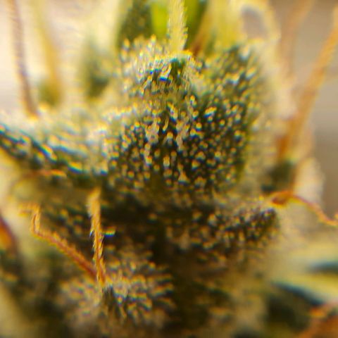 Chungus Medik growlog timeline photo