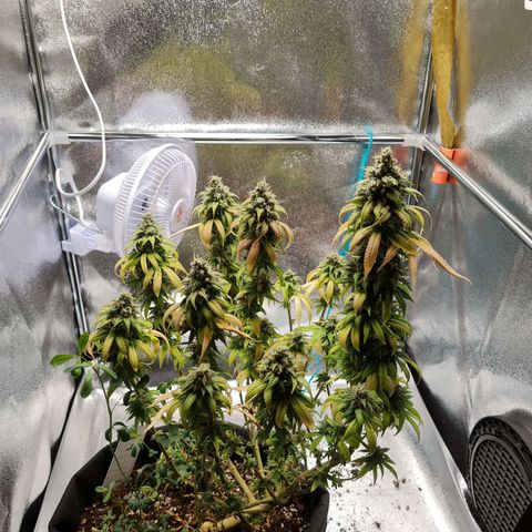 Chungus Medik growlog timeline photo