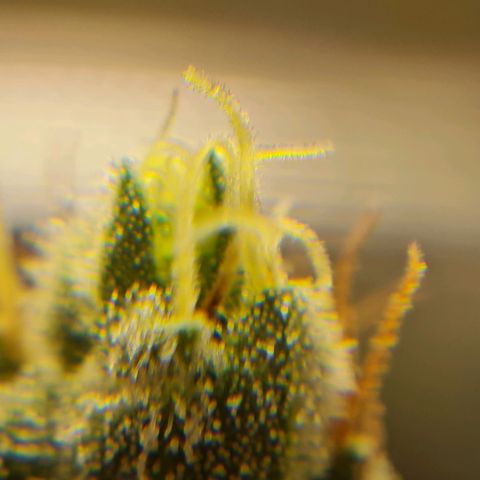 Chungus Medik growlog timeline photo