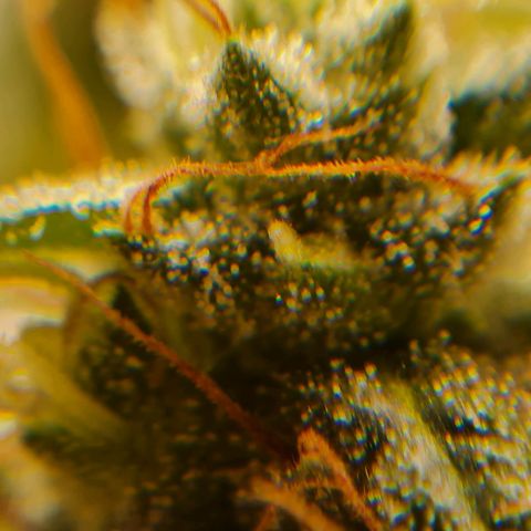 Chungus Medik growlog timeline photo