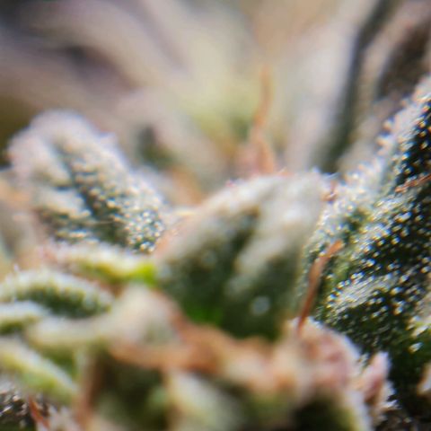 Chungus Medik growlog timeline photo