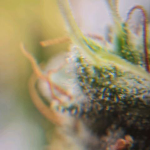 Chungus Medik growlog timeline photo