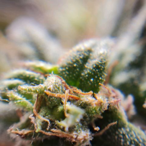 Chungus Medik growlog timeline photo