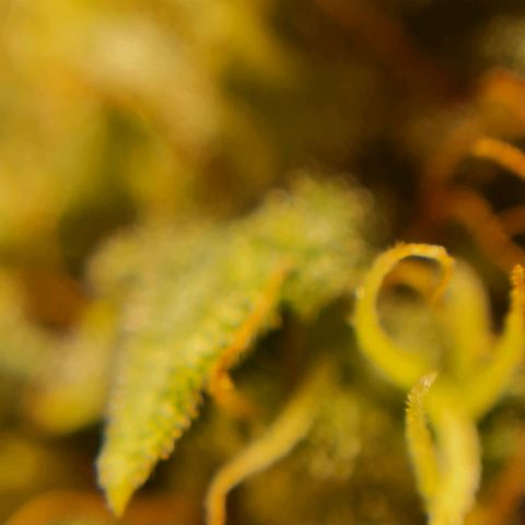 Chungus Medik growlog timeline photo