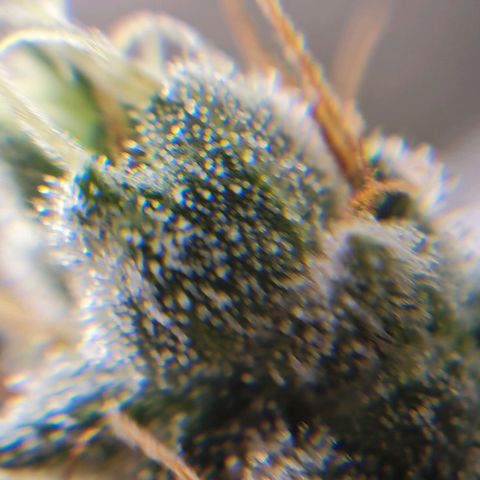 Chungus Medik growlog timeline photo