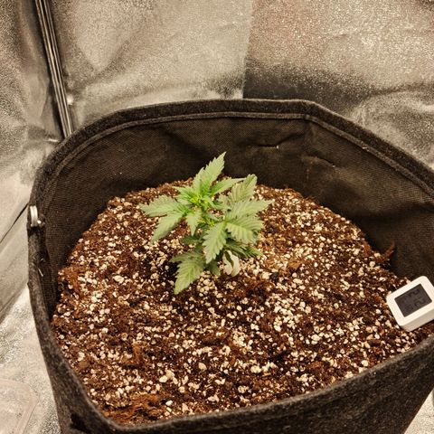 Monke growlog timeline photo
