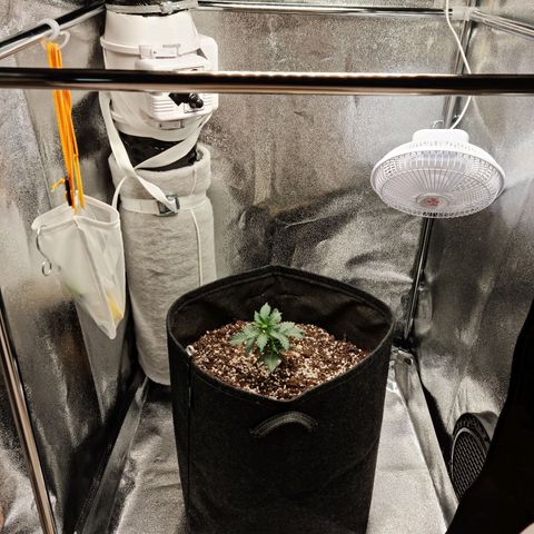 Monke growlog timeline photo