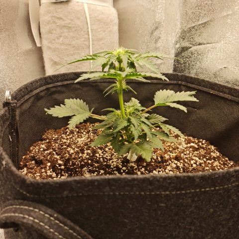 Monke growlog timeline photo