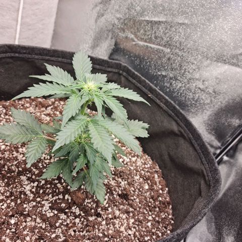 Monke growlog timeline photo
