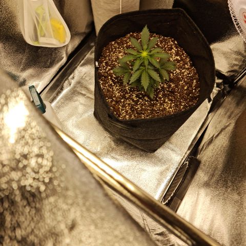 Monke growlog timeline photo