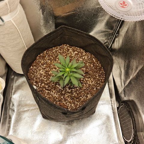 Monke growlog timeline photo