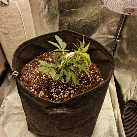 Monke growlog timeline photo