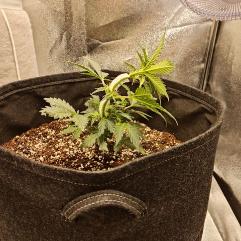 Monke growlog timeline photo