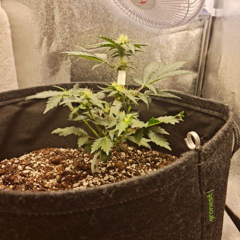 Monke growlog timeline photo