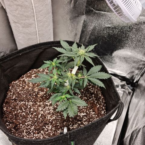 Monke growlog timeline photo