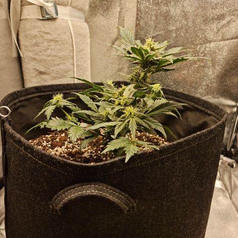 Monke growlog timeline photo