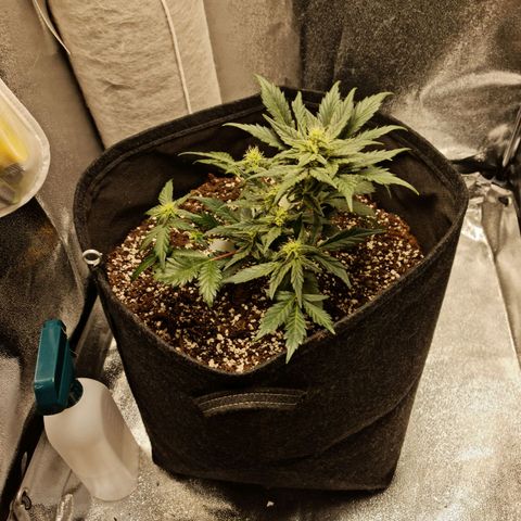 Monke growlog timeline photo