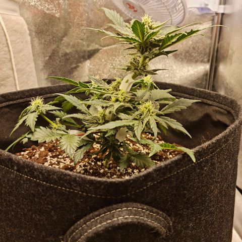 Monke growlog timeline photo