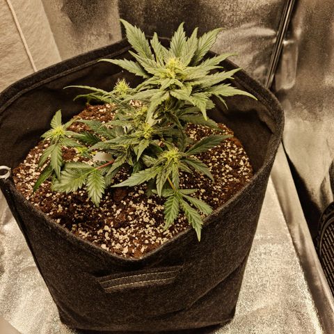 Monke growlog timeline photo