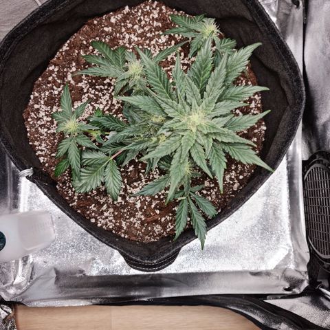 Monke growlog timeline photo