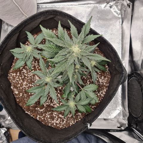 Monke growlog timeline photo