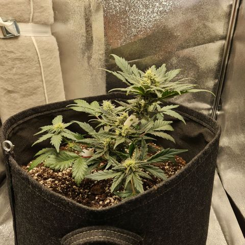 Monke growlog timeline photo