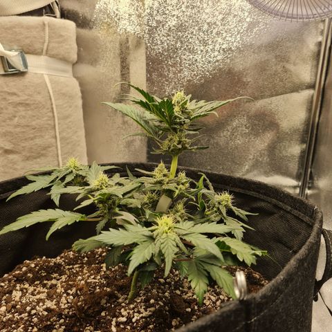 Monke growlog timeline photo