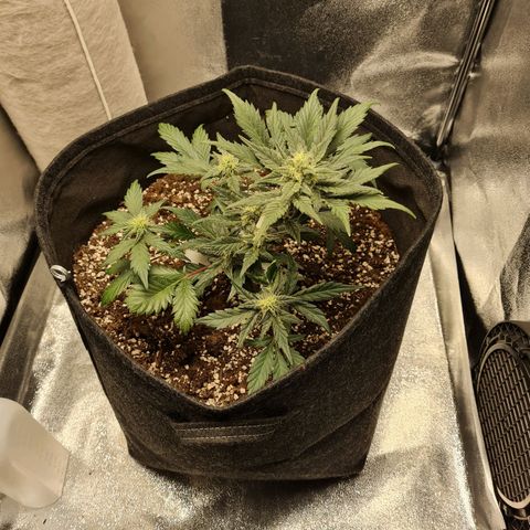 Monke growlog timeline photo