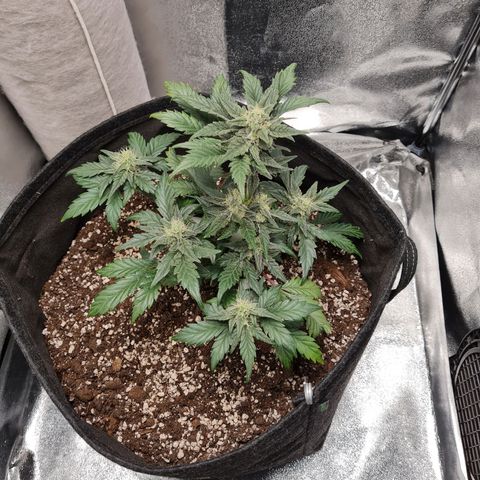 Monke growlog photo: Bit windburned on top, adjusted fan