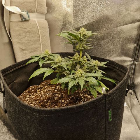 Monke growlog photo: Bit windburned on top, adjusted fan