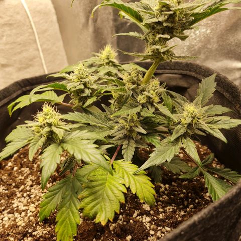 Monke growlog timeline photo