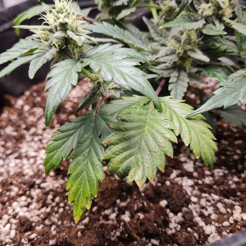 Monke growlog timeline photo
