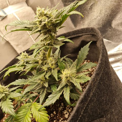 Monke growlog timeline photo