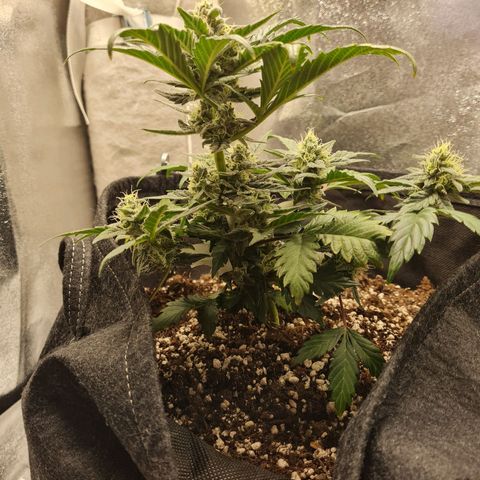 Monke growlog timeline photo