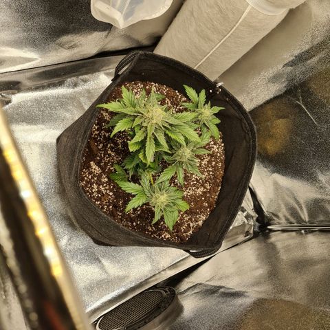 Monke growlog timeline photo