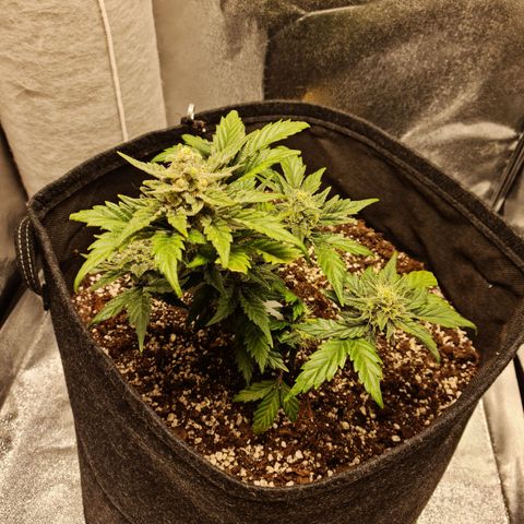 Monke growlog photo: 1 or 2 more weeks. Almost all thrics are milky, but i think there's more bud fattening opportunity if we go more time