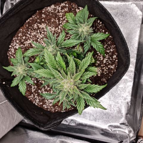 Monke growlog photo: 1 or 2 more weeks. Almost all thrics are milky, but i think there's more bud fattening opportunity if we go more time