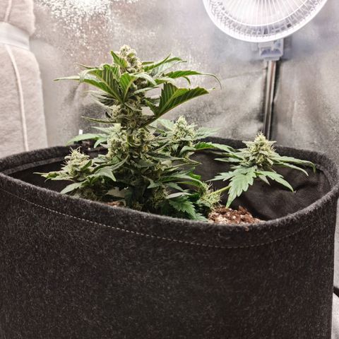 Monke growlog photo: 1 or 2 more weeks. Almost all thrics are milky, but i think there's more bud fattening opportunity if we go more time