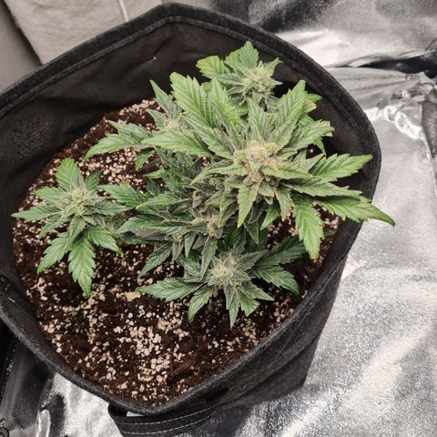 Monke growlog timeline photo