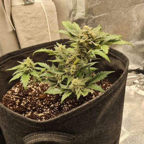 Monke growlog timeline photo